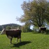 Jaro (17)